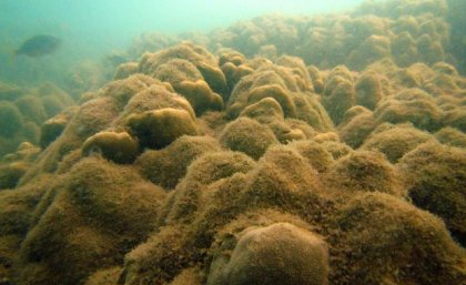 An underwater photo of a coral reef showing algal overgrowth. 